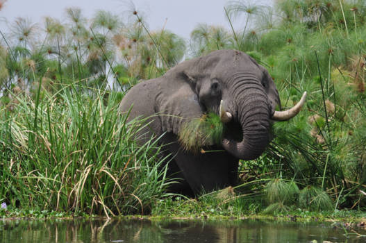 Oeganda - Een groet vanaf de Nijldelta