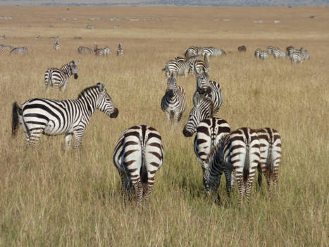 Masai Mara - Streepjes en nog eens streepjes