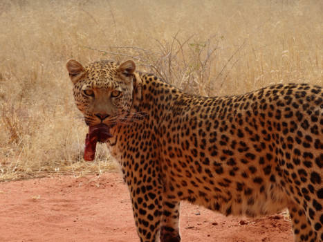 Etosha National Park - Wanna steal my dinner?