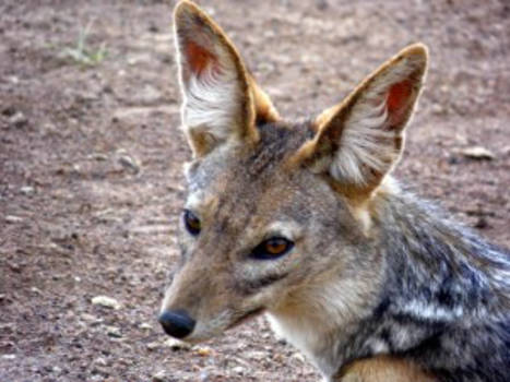 Nairobi - Weer een toerist in 'mijn' park