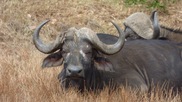 Nairobi - Tis warm, even liggen..