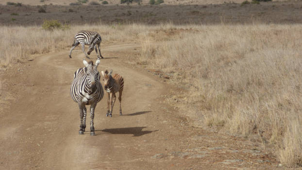 Nairobi - Wildlife heeft altijd voorrang