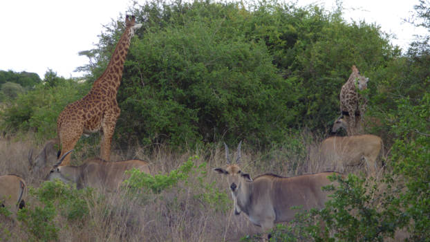 Nairobi - WIj kunnen nog bij de groeneste blaadjes