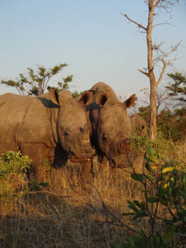Namibië - Spring romance