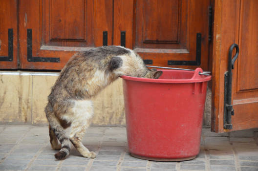 Marrakesh - Kat in een bakkie