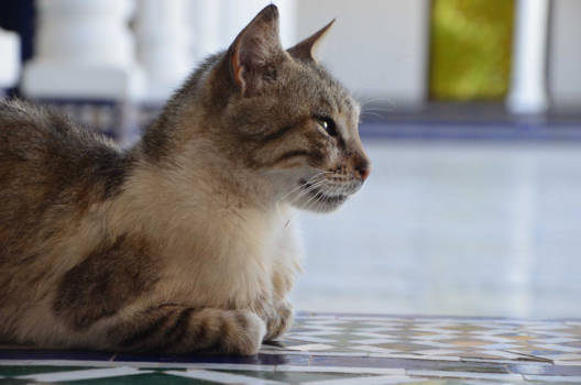 Marrakesh - De bewaker van Bahia Palace