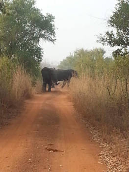 Ghana - Olifanten