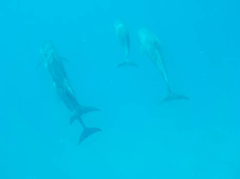 Egypte - Prachtig tijdens het snorkelen