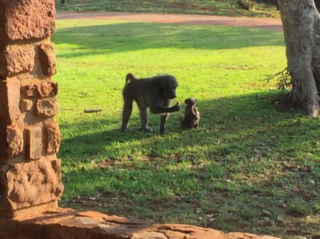 Zuid-Afrika - Baboons op bezoek 