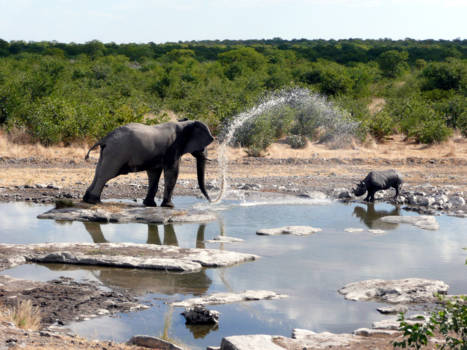 Namibië - Olifant spuit neushoorn nat!