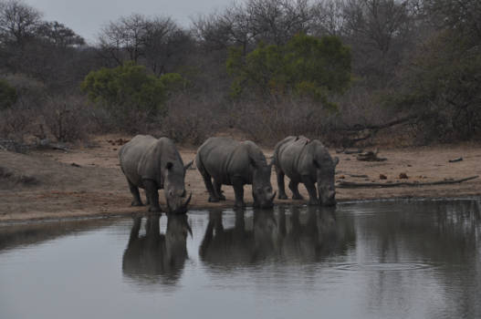 Krugerpark - Drie op één rij!