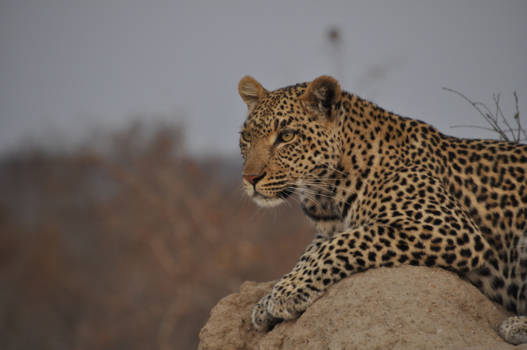 Krugerpark - Close up