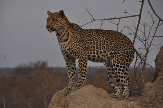 Krugerpark - In spanning!