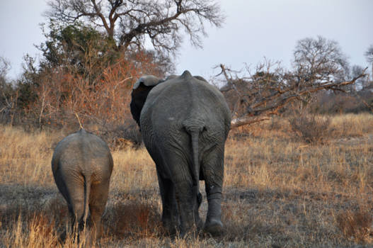 Krugerpark - Zo moeder, zo kind..