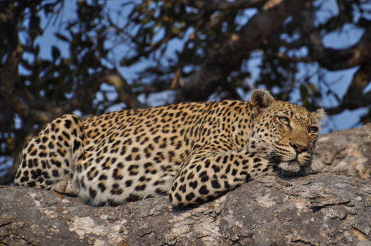 Krugerpark - Luieren