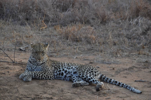 Krugerpark - 3.. 2.. 1.. Pose!