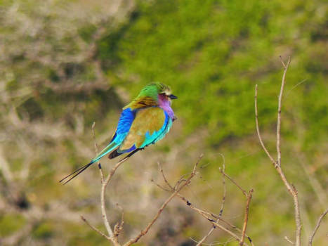 Krugerpark - Colors