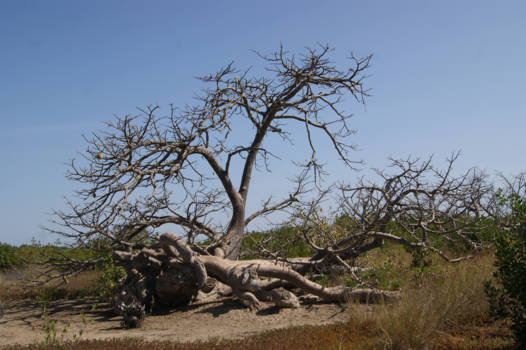 Gambia - A Tree