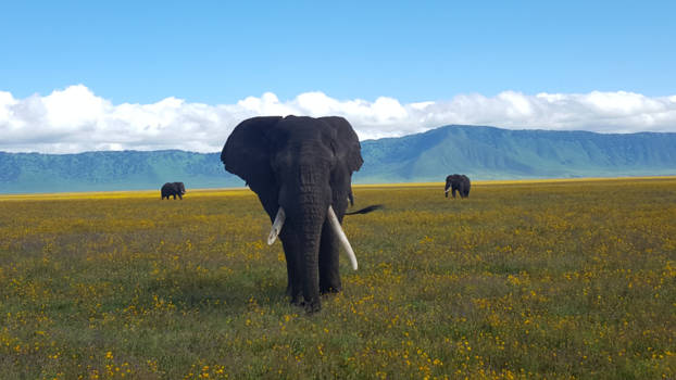 Ngorongoro krater - Olifanten in de Ngorogoro krater