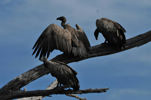 Botswana - Waar is het lekkere hapje