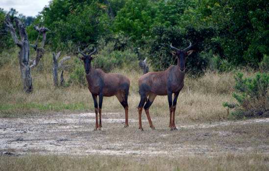 Botswana - Harte beest