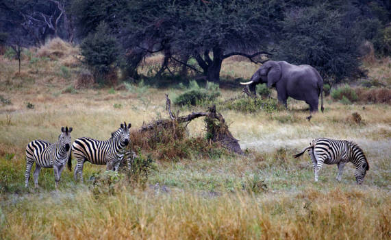 Botswana - Eerstwe wild