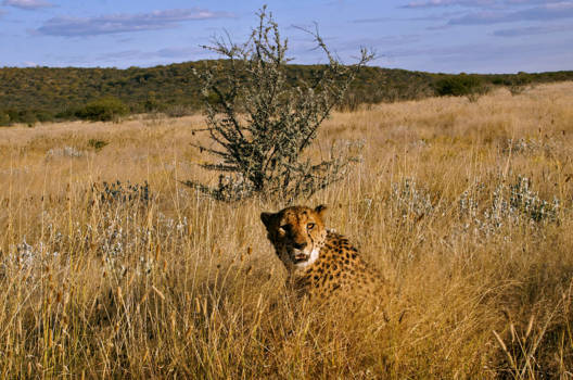 Botswana - Cheetah