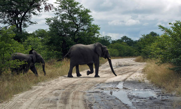 Botswana - Olifantenbezoek