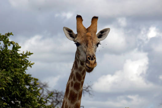 Botswana - Hoog en droog
