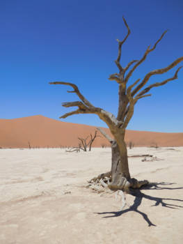 Sossusvlei - Tijdloos