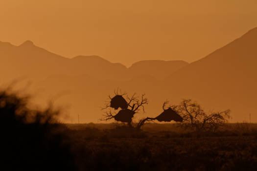 Sossusvlei - Weavers Sunrise