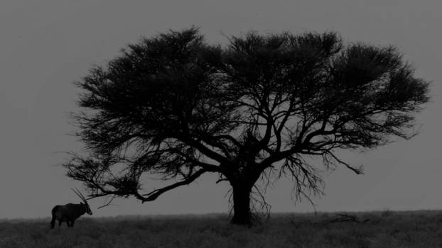 Etosha National Park - Desolate
