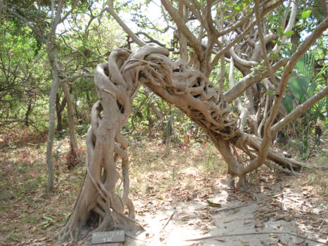 Gambia - Een bijzondere speling van de natuur in Gambia