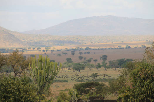 Kibale National Park - Het adembenemende landschap van het verre en vrij onbekende Kidepo National Park