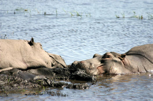 Botswana - Zonnende nijlpaarden