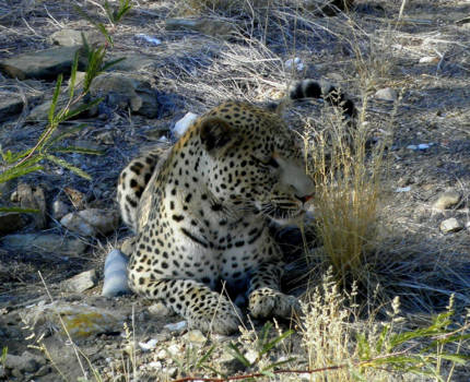 Namibië - Lui luipaard