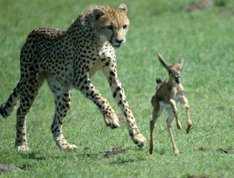 Masai Mara - Danse macabre