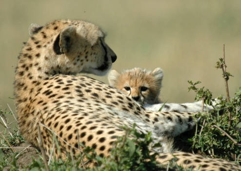 Masai Mara - Veilig bij moeder