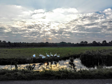 Kenia - Zwanenzang in het ochtendlicht