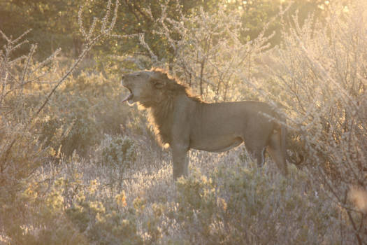 Namibië - Time to go sleep