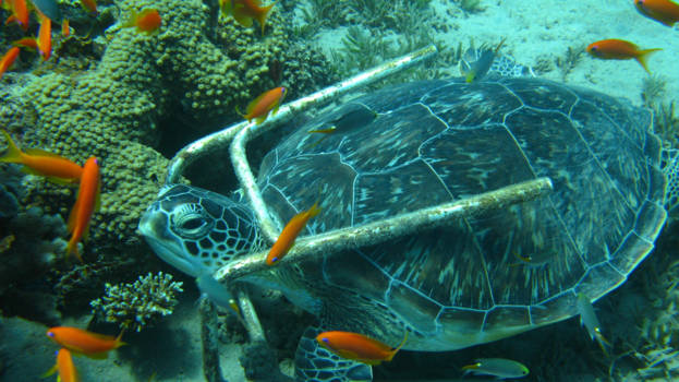 Egypte - Onder water is het altijd lente!