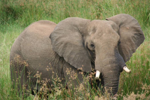 Oeganda - Olifantje in het bos