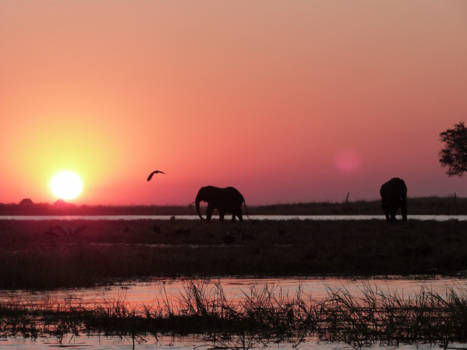 Botswana - Pure Africa