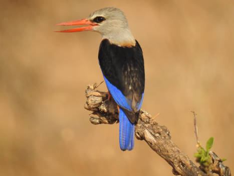 Tarangire National Park - Perfect moment