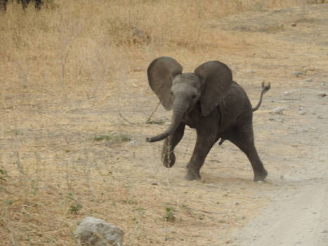 Tarangire National Park