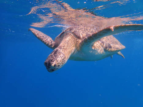 Egypte - Close encounter met zeeschildpad