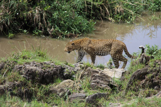 Kenia - luipaard