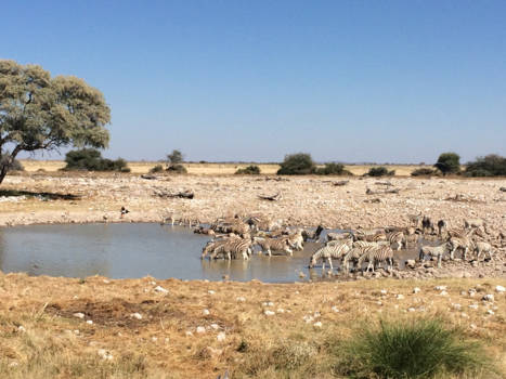 Namibië - Etosha