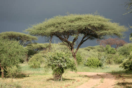 Ngorongoro krater - Tanzania