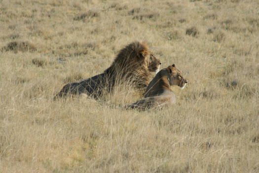 Etosha National Park - Lion King